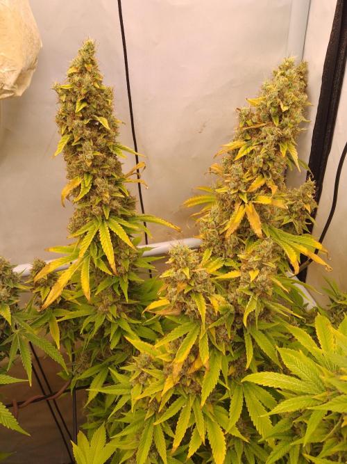 Sticky Broccoli Eternity GrowCup2026. Week 15