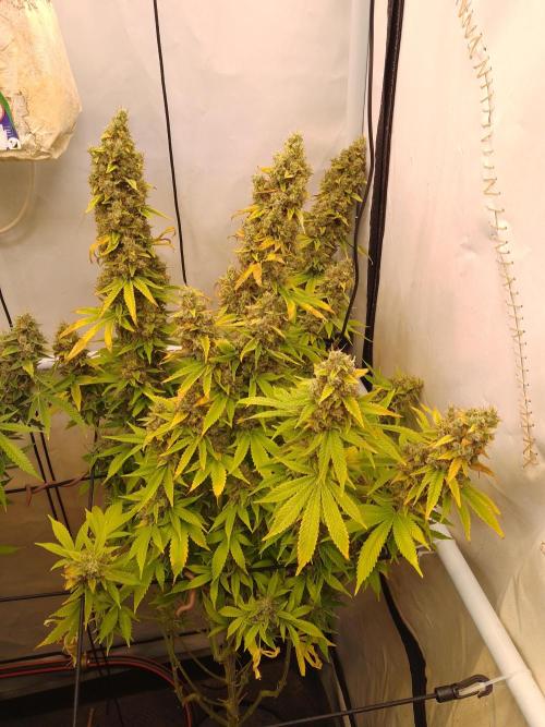 Sticky Broccoli Eternity GrowCup2026. Week 15