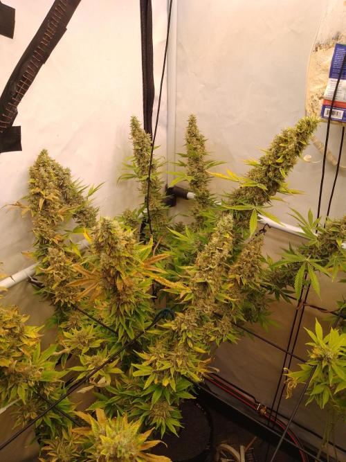 Sticky Broccoli Eternity GrowCup2026. Week 15