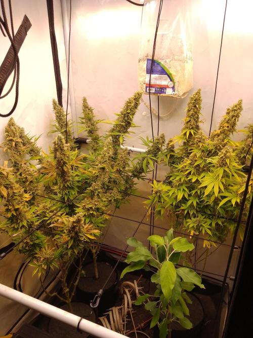 Sticky Broccoli Eternity GrowCup2026. Week 15