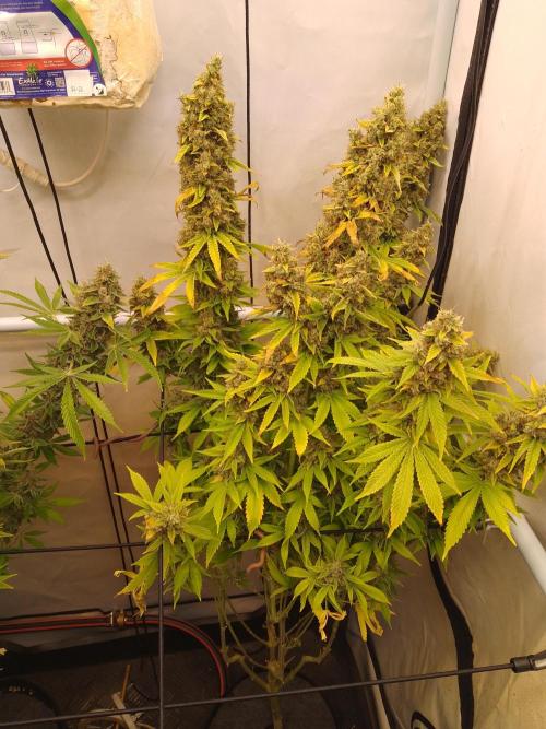 Sticky Broccoli Eternity GrowCup2026. Week 15