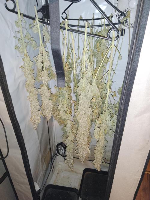 Sticky Broccoli Eternity GrowCup2026. Week 16