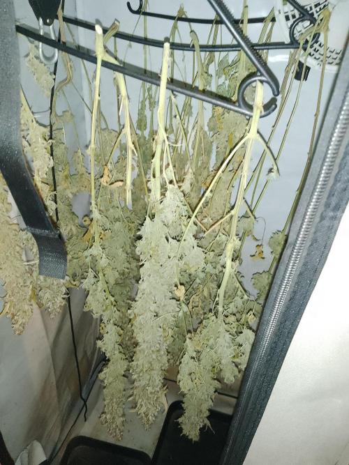 Sticky Broccoli Eternity GrowCup2026. Week 16