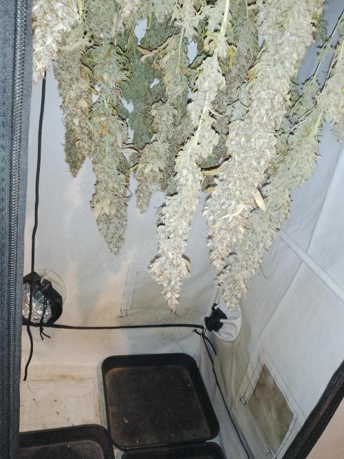Sticky Broccoli Eternity GrowCup2026. Week 16