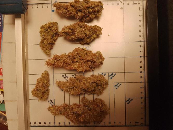 Sticky Broccoli Eternity GrowCup2026. Week 17