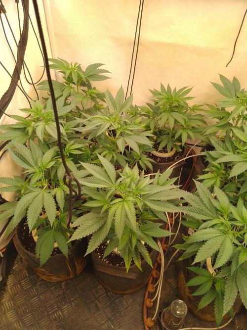 Sour Fraise Messias Seeds Cuttings. Week 1