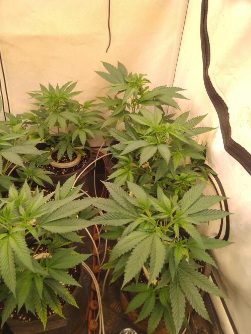 Sour Fraise Messias Seeds Cuttings. Week 1