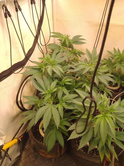 Sour Fraise Messias Seeds Cuttings. Week 1