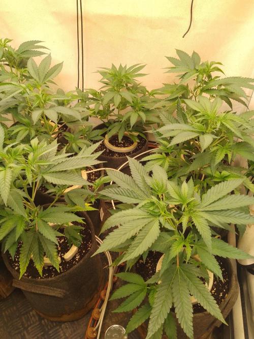 Sour Fraise Messias Seeds Cuttings. Week 1