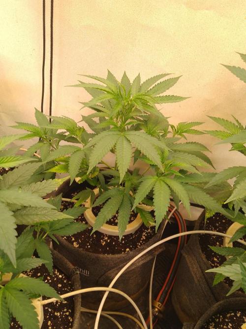 Sour Fraise Messias Seeds Cuttings. Week 1