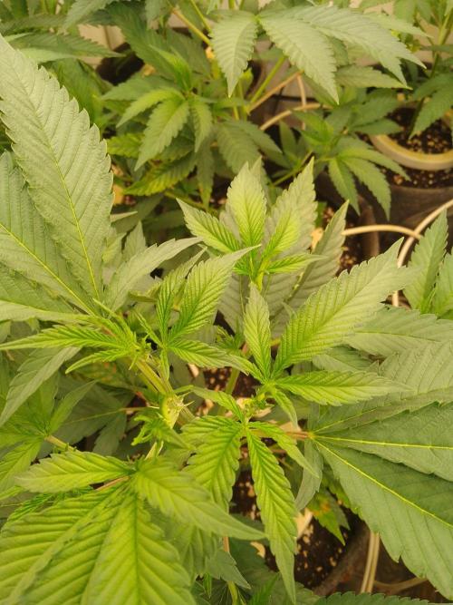 Sour Fraise Messias Seeds Cuttings. Week 1