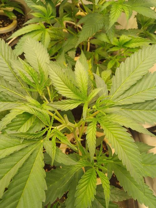 Sour Fraise Messias Seeds Cuttings. Week 1