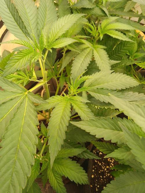 Sour Fraise Messias Seeds Cuttings. Week 1