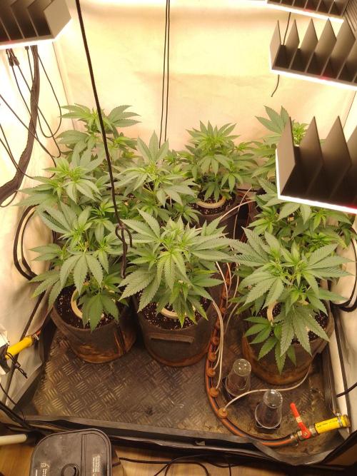 Sour Fraise Messias Seeds Cuttings. Week 1