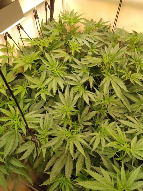 Sour Fraise Messias Seeds Cuttings. Week 2