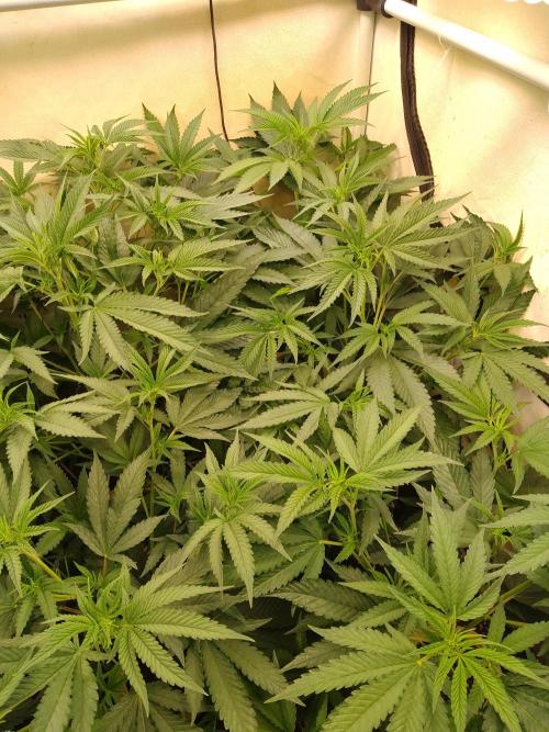 Sour Fraise Messias Seeds Cuttings. Week 2