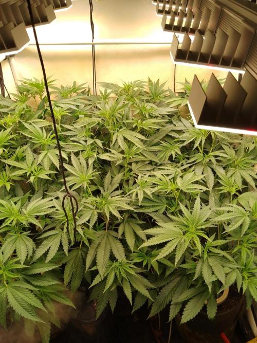 Sour Fraise Messias Seeds Cuttings. Week 2
