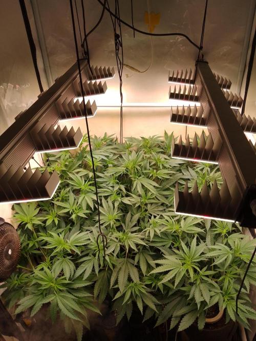 Sour Fraise Messias Seeds Cuttings. Week 2