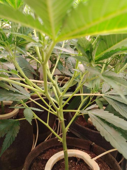 Sour Fraise Messias Seeds Cuttings. Week 2