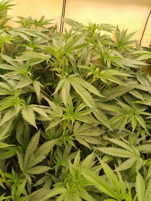 Sour Fraise Messias Seeds Cuttings. Week 2