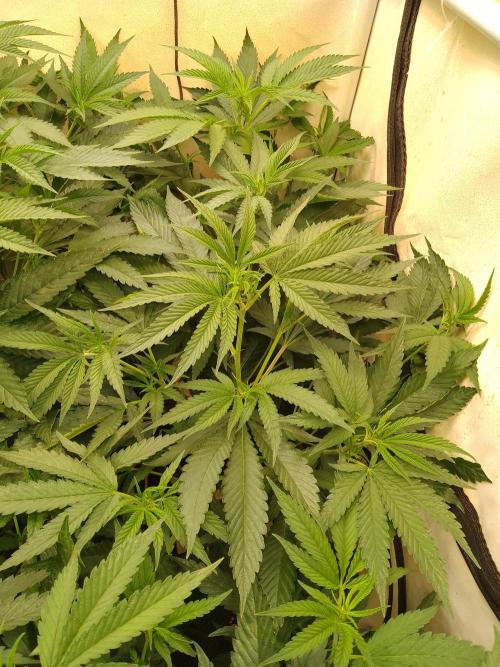 Sour Fraise Messias Seeds Cuttings. Week 2