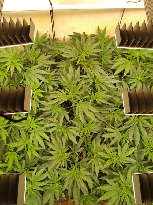 Sour Fraise. Week 2