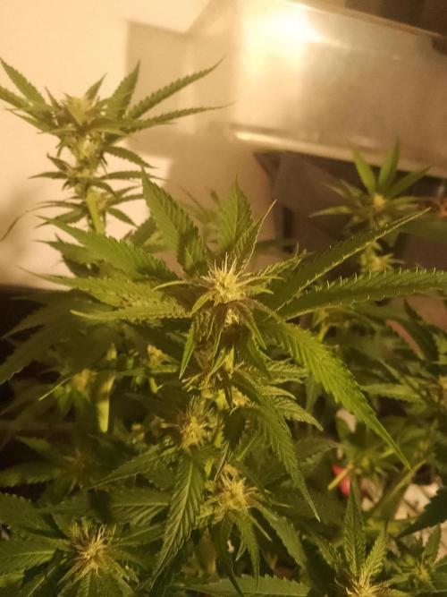 Sour Fraise Messias Seeds Cuttings. Week 3