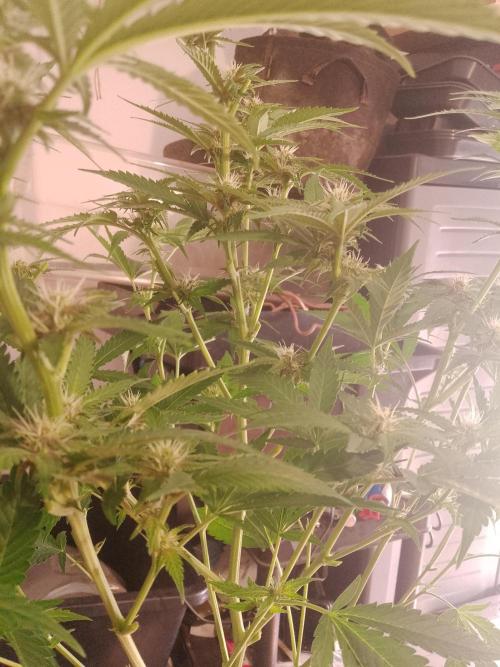 Sour Fraise Messias Seeds Cuttings. Week 3