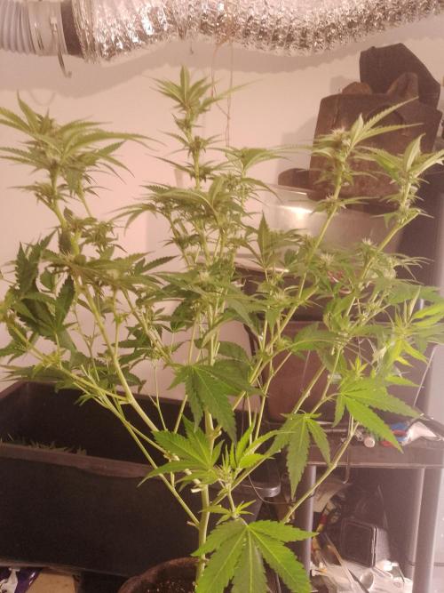 Sour Fraise Messias Seeds Cuttings. Week 3