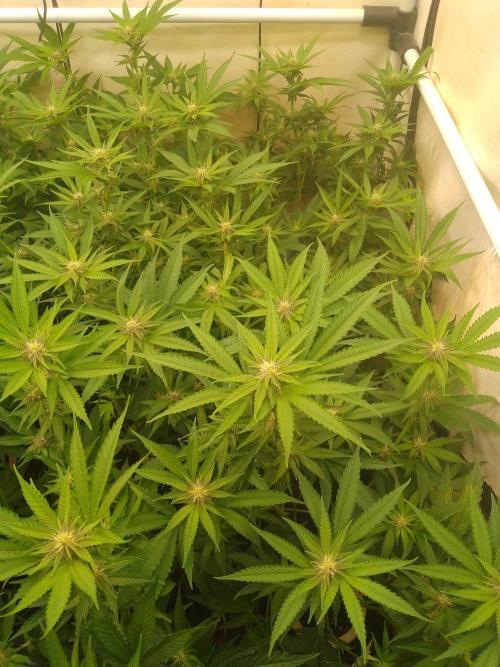Sour Fraise Messias Seeds Cuttings. Week 3