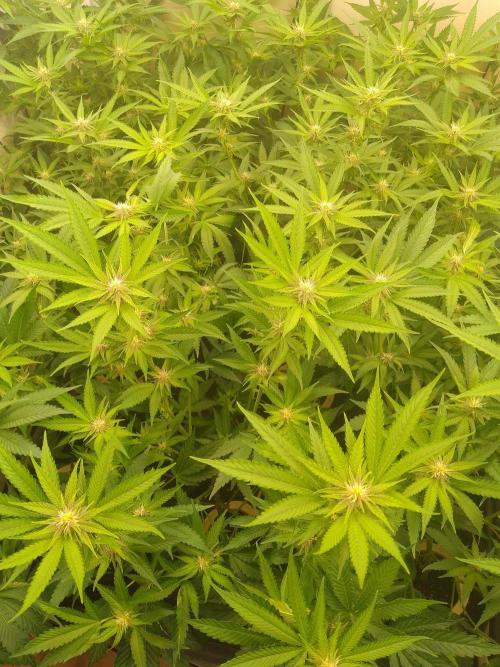 Sour Fraise Messias Seeds Cuttings. Week 3