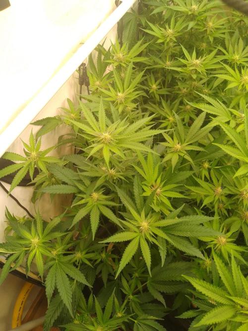 Sour Fraise Messias Seeds Cuttings. Week 3