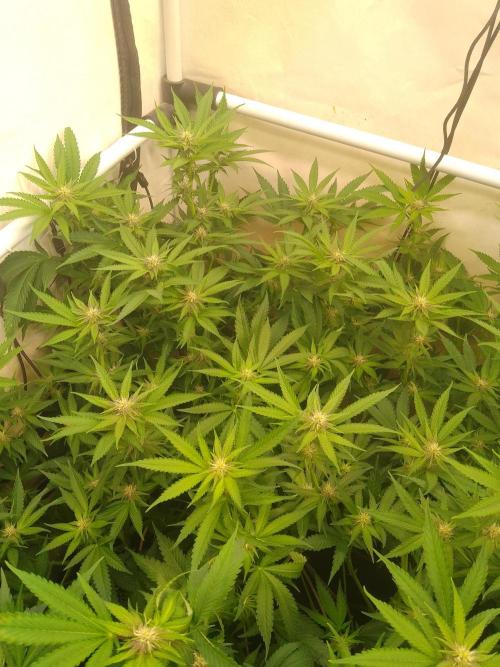 Sour Fraise Messias Seeds Cuttings. Week 3