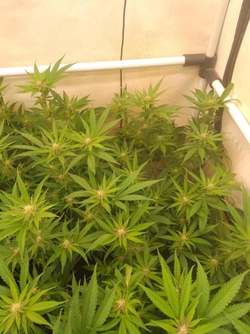 Sour Fraise Messias Seeds Cuttings. Week 3