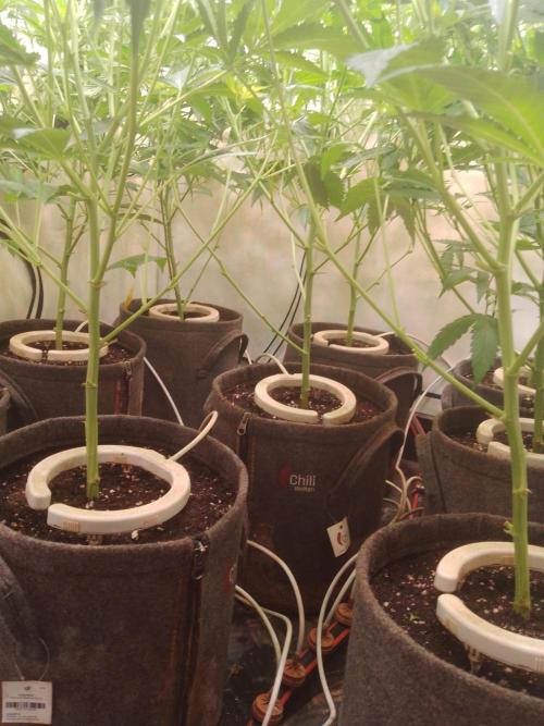 Sour Fraise Messias Seeds Cuttings. Week 3