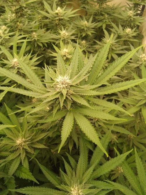 Sour Fraise Messias Seeds Cuttings. Week 4