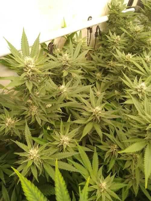 Sour Fraise Messias Seeds Cuttings. Week 4