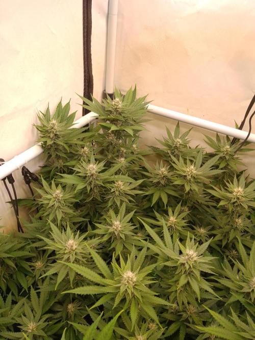Sour Fraise Messias Seeds Cuttings. Week 4