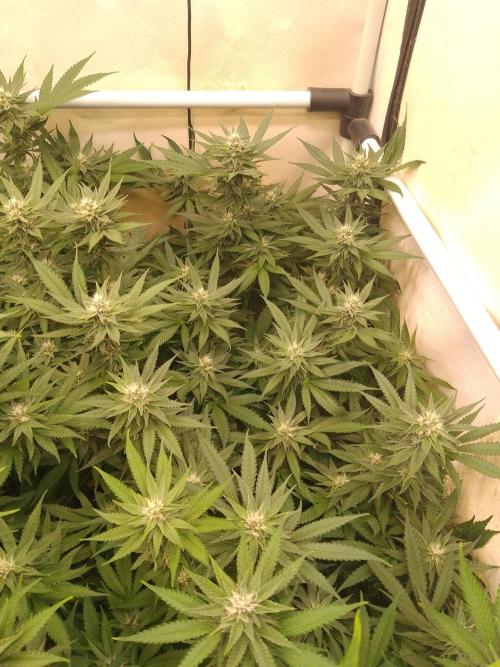 Sour Fraise Messias Seeds Cuttings. Week 4