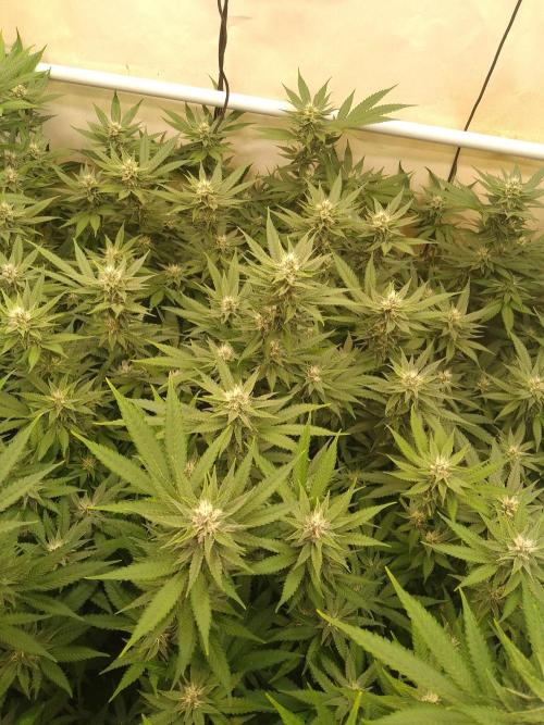 Sour Fraise Messias Seeds Cuttings. Week 4