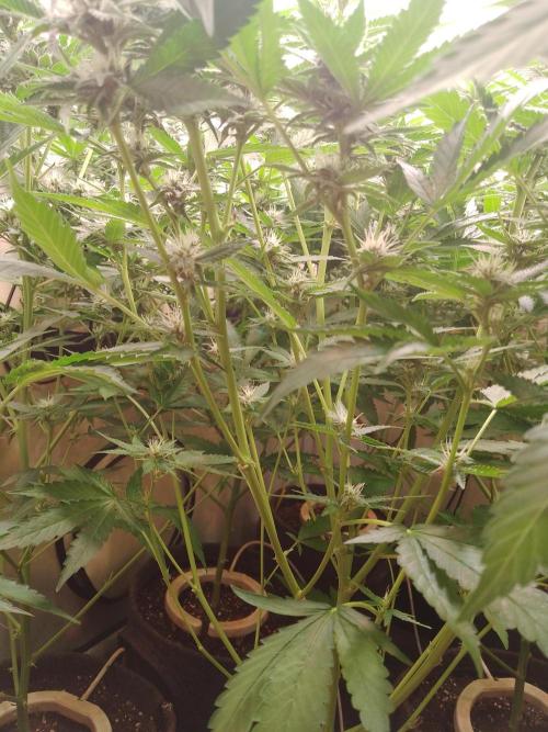 Sour Fraise Messias Seeds Cuttings. Week 4