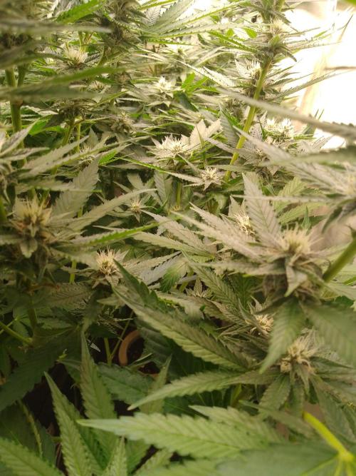 Sour Fraise Messias Seeds Cuttings. Week 4