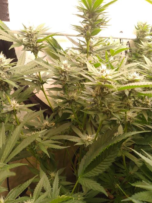 Sour Fraise Messias Seeds Cuttings. Week 4