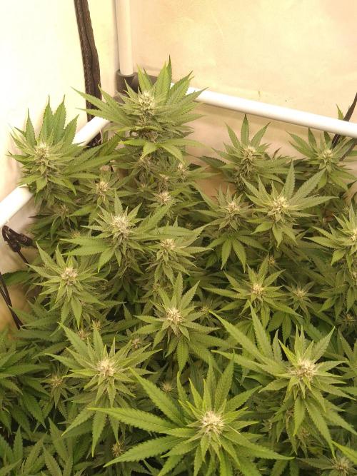 Sour Fraise Messias Seeds Cuttings. Week 4