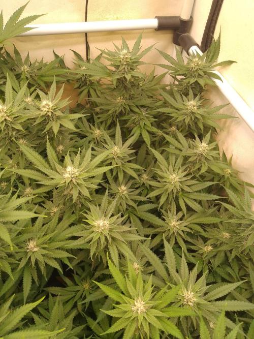 Sour Fraise Messias Seeds Cuttings. Week 4