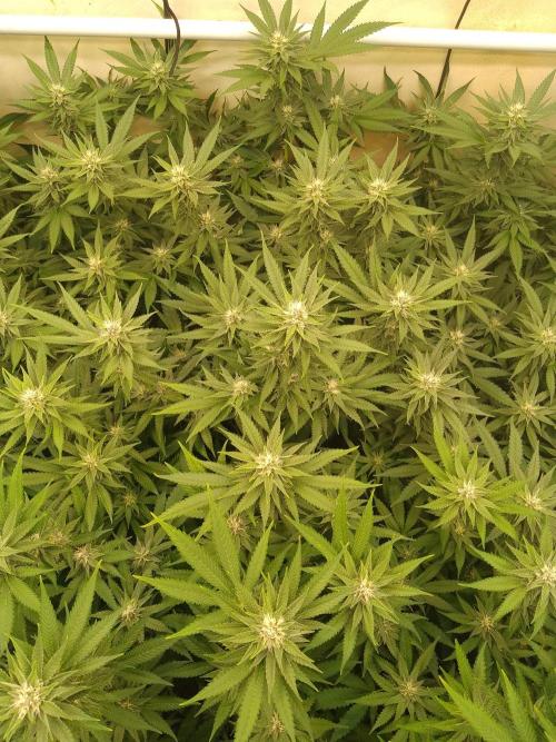 Sour Fraise Messias Seeds Cuttings. Week 4