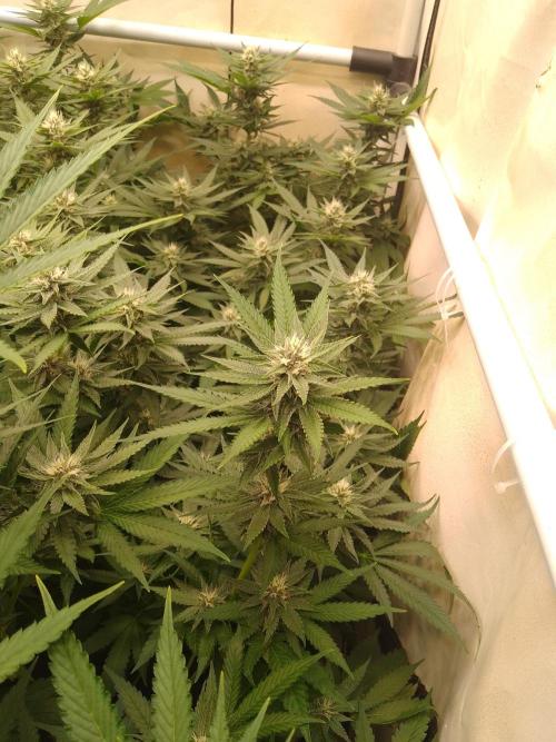 Sour Fraise Messias Seeds Cuttings. Week 4