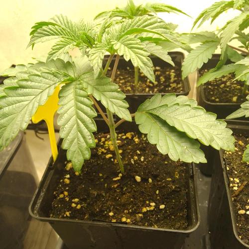Mixed Pheno Hunt Small. Week 1