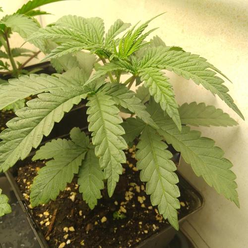 Mixed Pheno Hunt Small. Week 1