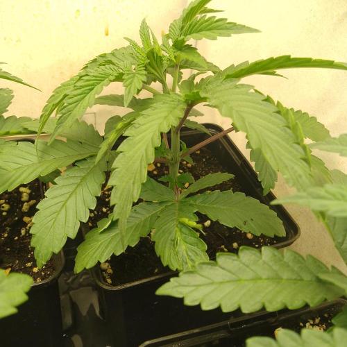 Mixed Pheno Hunt Small. Week 1